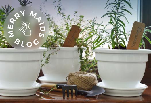 Plants on windowsill